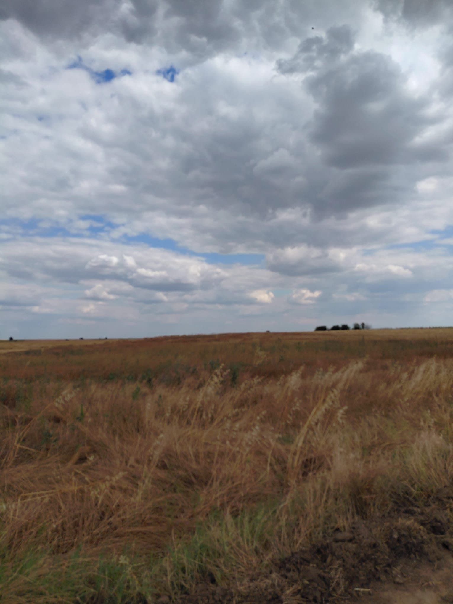 Edirne Merkez Musabeyli De 8628 M2 Kelepir Tarla - Fotoğraf 1
